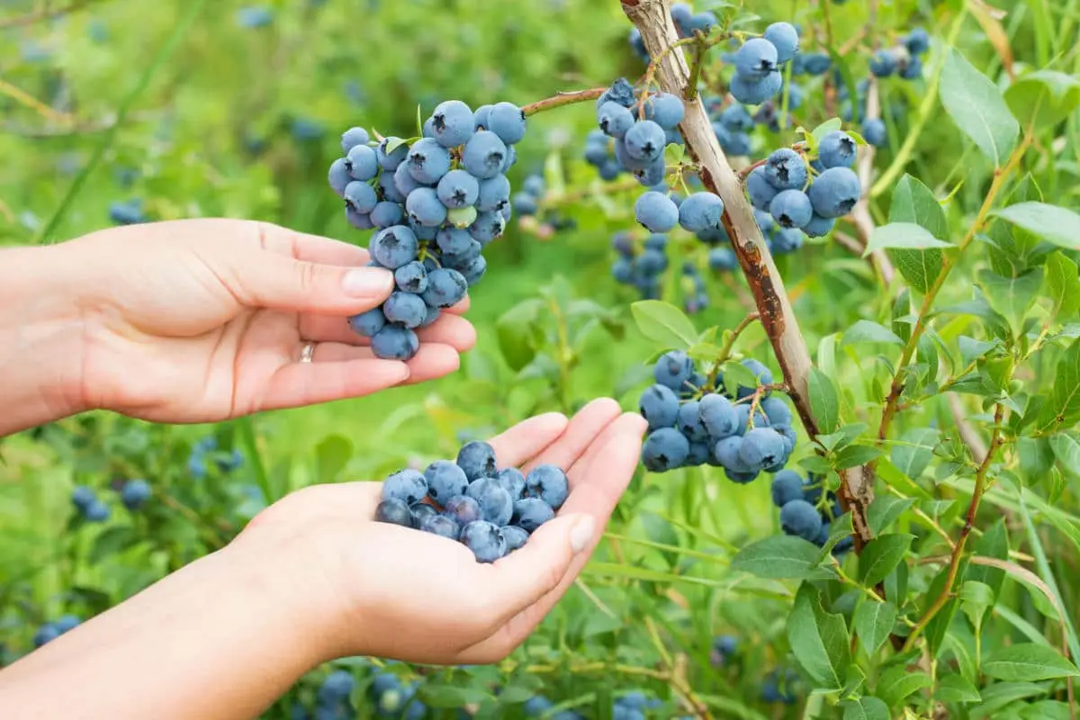 Урожай голубики