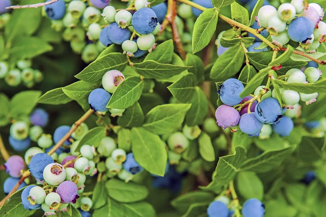 Быстрый рост голубики